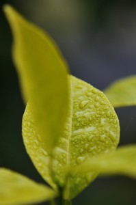 Fog on a citrus leafe