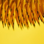 Pencils arranged